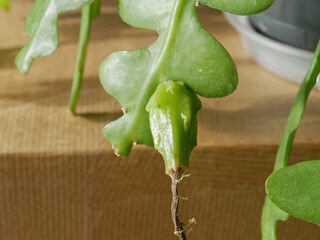 Epiphyllum anguliger (zig zag cactus) with a young fruit. Close-up