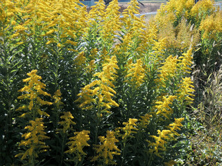 背高泡立草 (セイタカアワダチソウ)