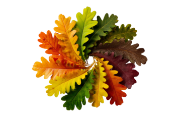 Circular arrangement of oak leaves displaying autumn colors in a spiral pattern isolated on transparent background