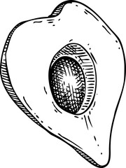 Lucuma - tropical plant sketches set. Exotic fruit hand drawn vector illustration. NOT AI generated