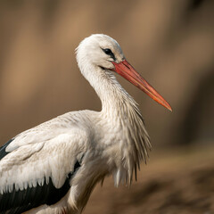 Fototapeta premium Majestic white stork with striking red beak gazes intently against a soft, bokeh background, showcasing natural elegance and wildlife beauty.