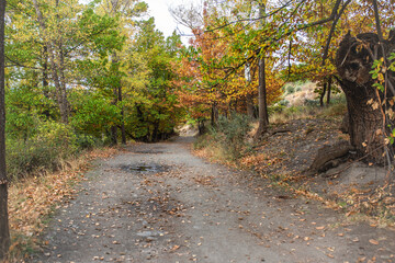 Fototapeta premium Scenic dirt path winding through vibrant autumn foliage, showcasing a tranquil natural environment with colorful leaves and trees lining the way, inviting exploration and adventure