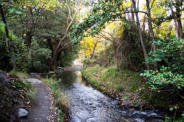 Serene forest pathway alongside a tranquil stream with vibrant foliage