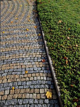  low growing, mat forming succulent plant that is widely used as a ground cover and is well suited for rock garden and border