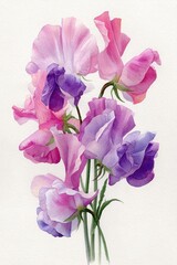 Vibrant Sweet Pea Bouquet: A cluster of delicate sweet pea blooms in various shades of pink and purple, showcasing their elegant petals and graceful form.