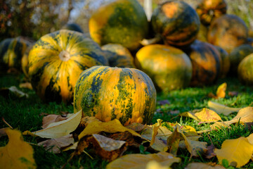 Pumpkins decoration during the autumn sunset