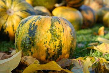 autumn decoration pumpkins close-up in the sun rays