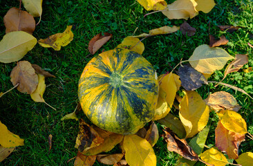 autumn decoration pumpkins view from above