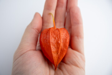 orange physalis in its husk in hand on a white background