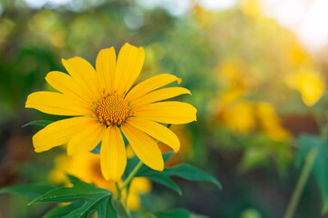 Fototapeta premium Mexican sunflower weed (Tithonia diversifolia) white sunlight.
