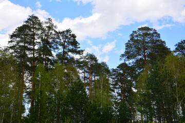 Tall Pine Trees and Deciduous Foliage Against a Cloudy Blue Sky