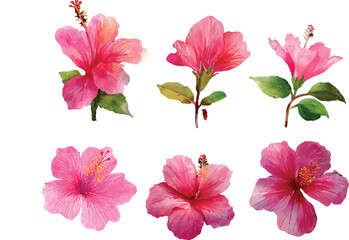 set of pink flowers isolated