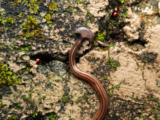Hammer head worm also known as bipalium kewense on the rock