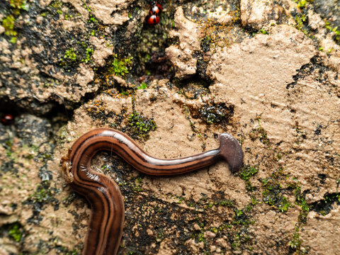 worm hammer head on the ground