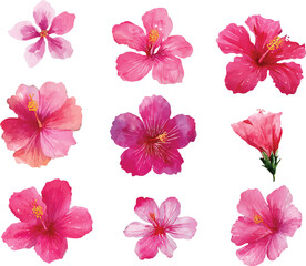 watercolor set of pink hibiscus flowers