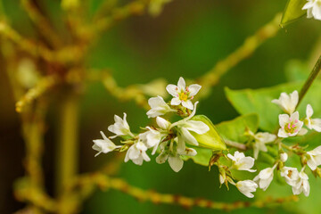 秋の野原に咲くヒメウツギの白い花
