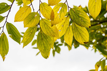 紅葉し始めた葉