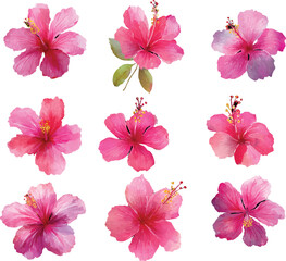 set of pink hibiscus flowers