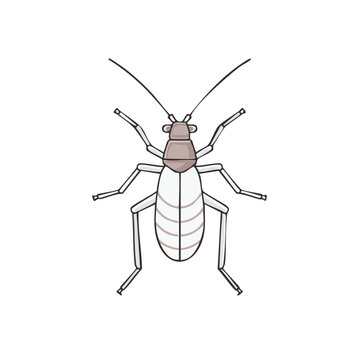 Stylized booklouse insect vector illustration from a top view
