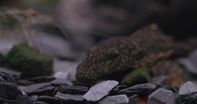 Aquarium fish ancistrus Madre De Dios catfish, freshwater Amano shrimp Caridina Multidentata. Two aquatic animals eat spirulina food at the bottom of an aquarium.