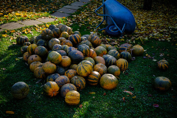 autumn decoration pumpkins with wheelbarrows