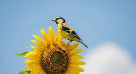 "High-Quality Bird Photography Collection &ndash; Colorful Tropical, Wild, and Exotic Birds in Nature | 8K Wildlife Stock Photos"