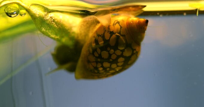 The freshwater aquarium fish tank with snail Physa turns over while attached to a water plant. Macro view gastropod mollusc