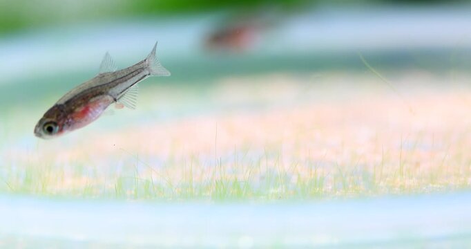Close-up young freshwater aquarium fish Galaxy Rasbora Danio Margaritatus. Tropic fish is looking for food, Artemia salina eggs that has fallen to the bottom of the aquarium tank.