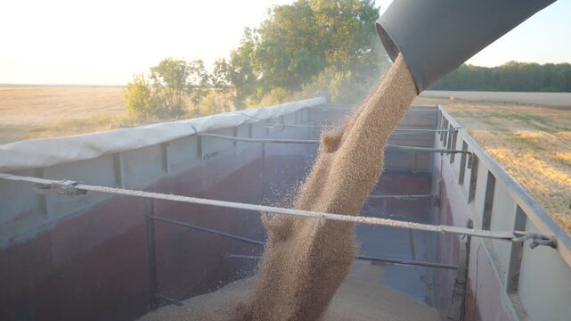 Close up of yellow dry kernels falling from combine auger into trailer. Process of crop wheat loading. Beautiful view illuminated with sunlight at background. Concept of harvesting. Slow mo Dolly Shot