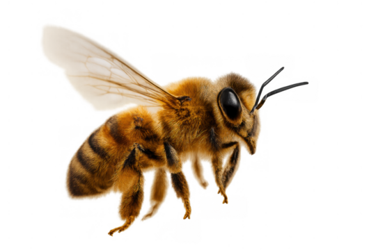 Honey bee flying, a pollinator insect for plants and flowers, important for nature, sustainable agriculture, and ecology - Powered by Adobe