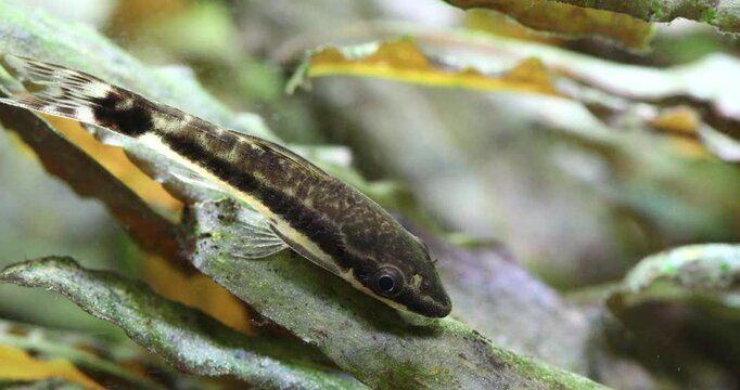 Macro view Otocinclus affinis, freshwater aquarium fish catfish eats algae on a cryptocoryne leaf.