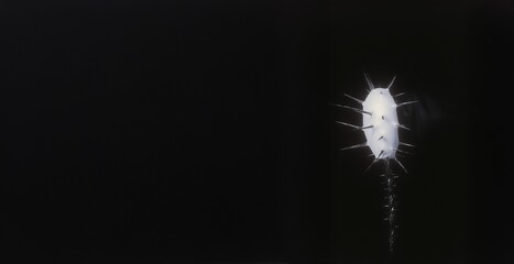 Minimalist and Abstract Image of a White, Spiked Object or Organism Against a Solid Dark Background.