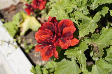 Royal, or Velvet Pelargonium grandiflorum flowers