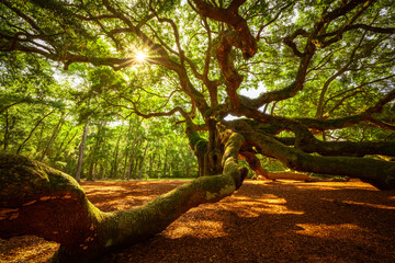 Sunburst through the branches of the large Angel oak tree in South Carolina 