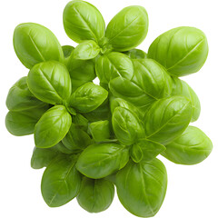 Fototapeta premium Fresh basil leaves top view isolated on white background, symbolizing natural freshness and cooking herbs.