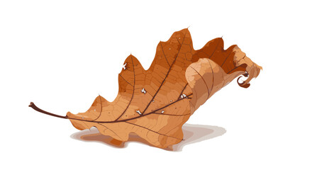 Naklejka premium Dry autumn oak leaf isolated on white background 
