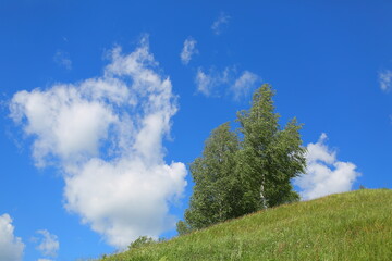 Obraz premium green grass and blue sky