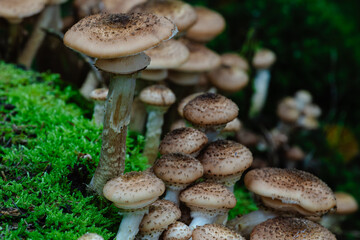 Close up of speckled brown mushrooms clustered on bright green moss in a damp woodland.