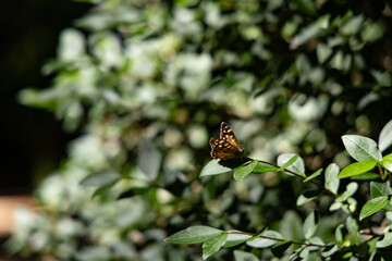 A butterfly perched on a green leaf, surrounded by blurred foliage, illuminated by sunlight.