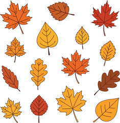 Fototapeta premium Autumn Leaves Sampler — crisp fall foliage collection with maples, oaks, and birch shapes, warm oranges and golds on white, perfect seasonal thumbnail for Thanksgiving and harvest designs