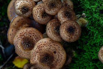 Top down macro of a dense cluster of brown scaly mushrooms growing on damp woodland floor next to...
