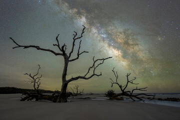 Dead trees at boneyard beach under the Milky Way Galaxy 