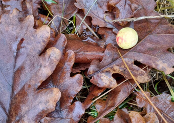 A close-up of a gall, an Oak apple, on oak leaves. Autumn background.