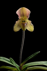 The orchids is Paphiopedilum at nursery in Thailand, Isolated on black background with beautiful Paphiopedilum concolor hybrids. 
