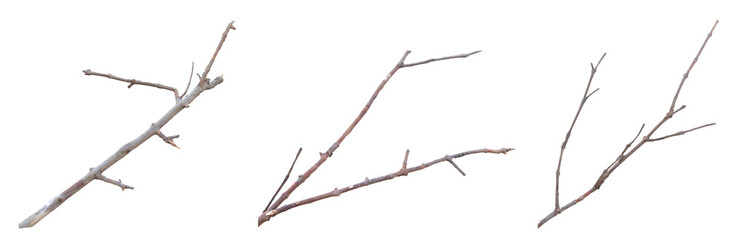 Dry tree branches isolated on white background, natural thin twigs with smooth brown bark texture, perfect for eco design, decoration element, nature concept, and minimal organic illustration.