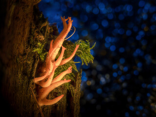 macro, a small mushroom growing from a tree trunk