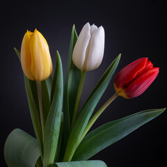 Fototapeta premium Vibrant bouquet of tulips in full bloom with yellow, white, and red petals against a dark backdrop, perfect for spring