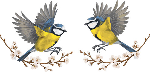 Cartoon blue tit birds perched on blossom branches, vector illustration for wildlife, spring nature, and birdwatching concept © Sagar Creative