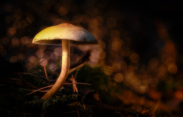 mushroom in the forest