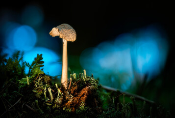 mushroom in the forest